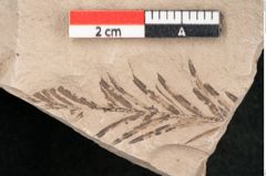 Foto (Detailansicht) von Taxodium distichum miocenicum Heer (NHMW-GEO-2024-0188-6428)